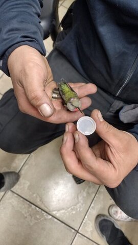 Hummingbird at VDK Tire Shop