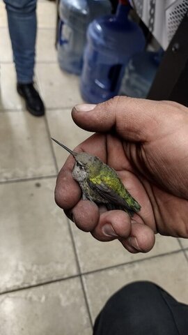 Miguel Macip, owner of VDK Tire Shop, gently holding a tiny hummingbird
